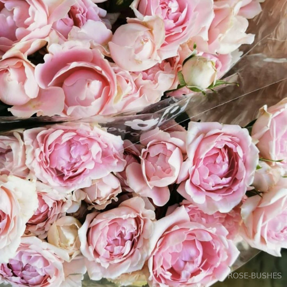���� ������. Sweet Ruffles. (�����, ����.) 